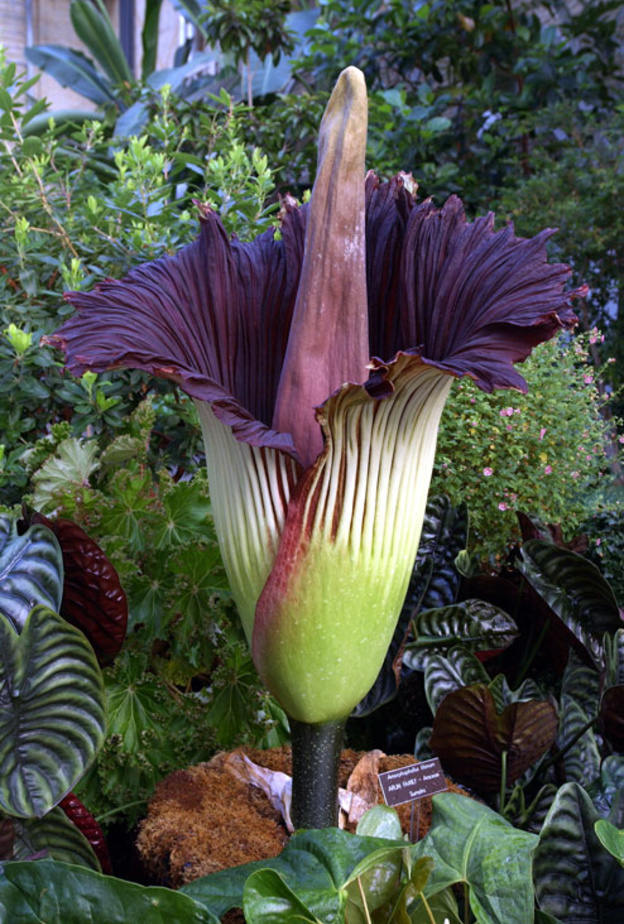 زهرة عملاقة وزنها 100 كلغ 