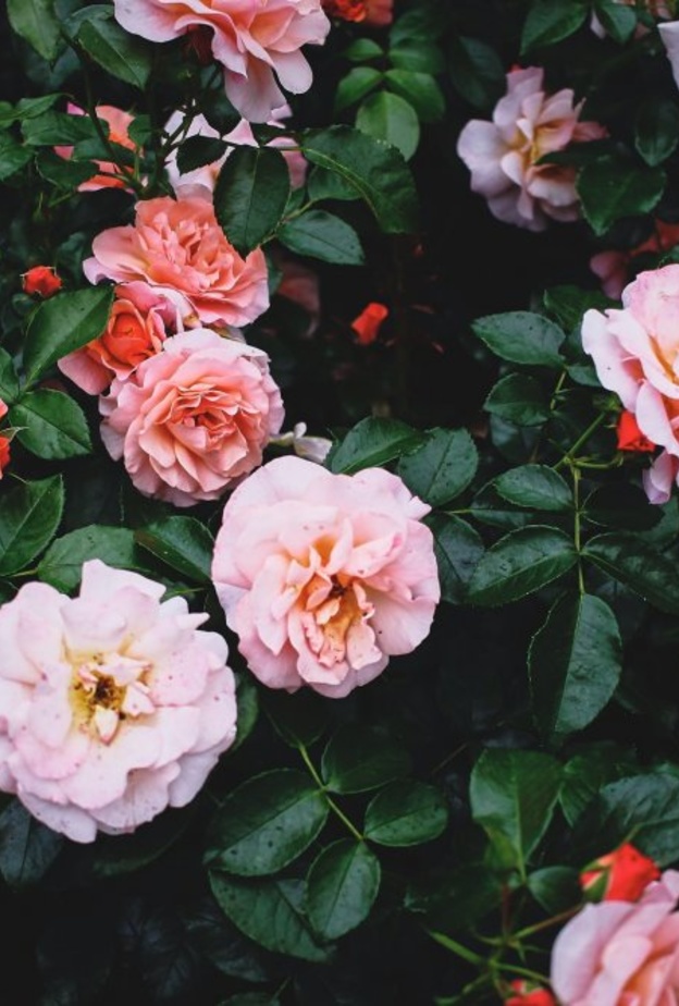 الصورة بواسطة Lena Vokova