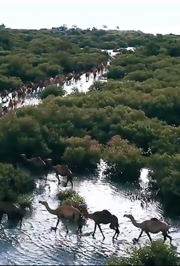 من بلادي إبل وبحر .. مناظر خلابة في السعودية