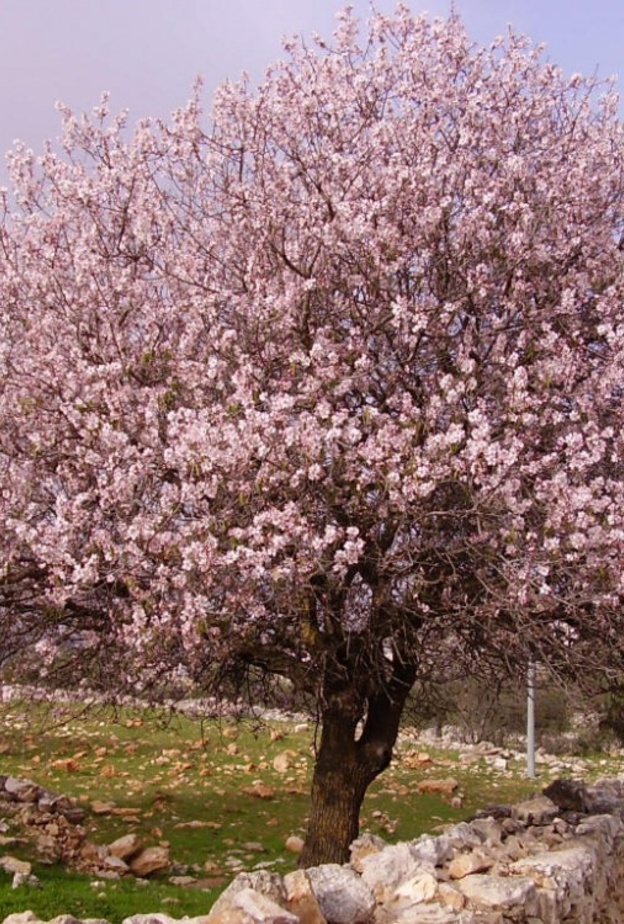 من اشجار اللوز.