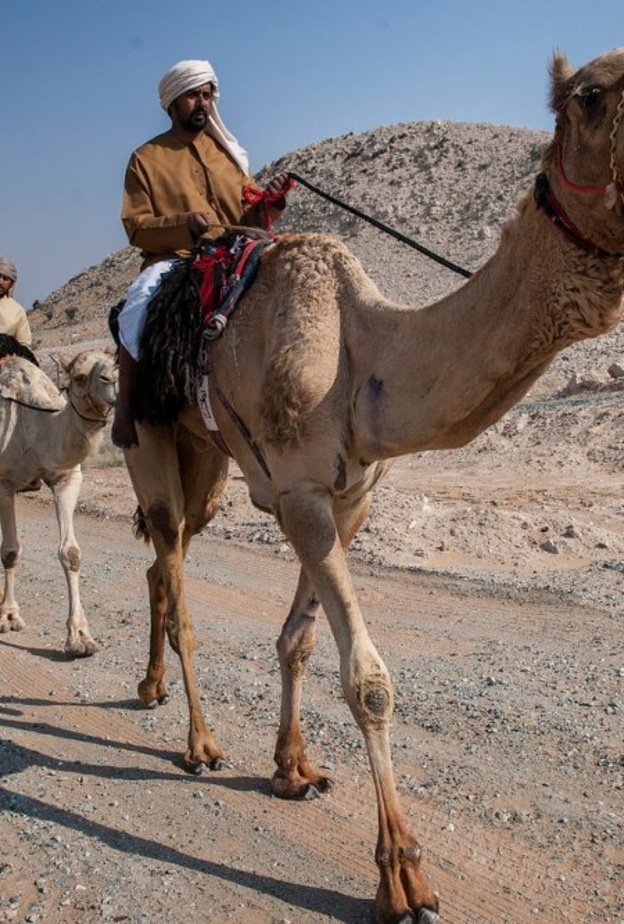 انطلاق النسخة السادسة من رحلة الهجن في 4 ديسمبر من ليوا