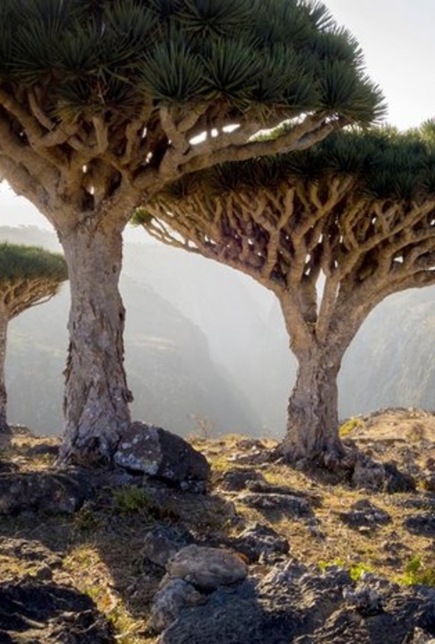 سقطرى، اليمن