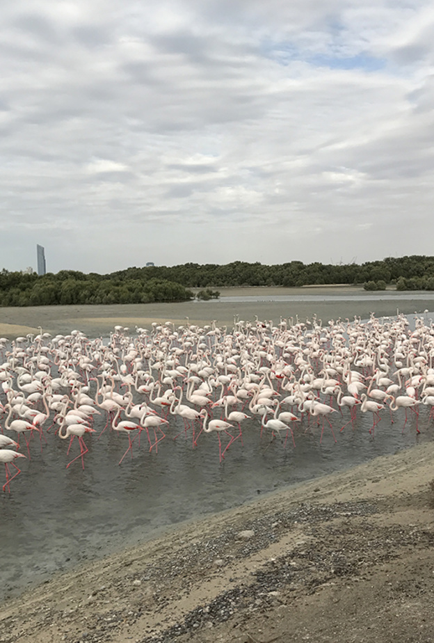 طائر الفلامنغو يزهو في محمية رأس الخور في دبي