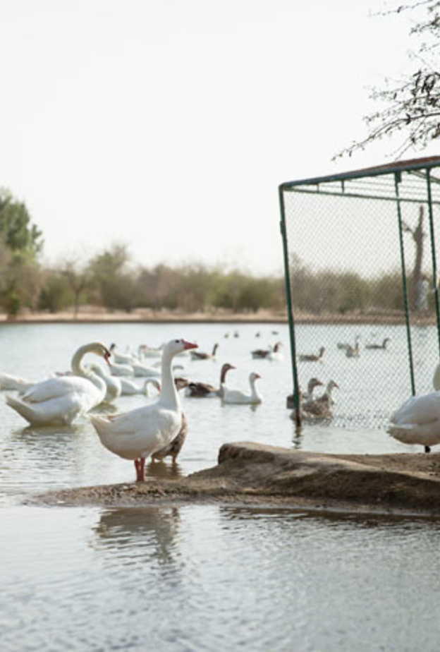 بحيرات القدرة .. واحات تستريح فيها الطيور في وسط صحراء دبي