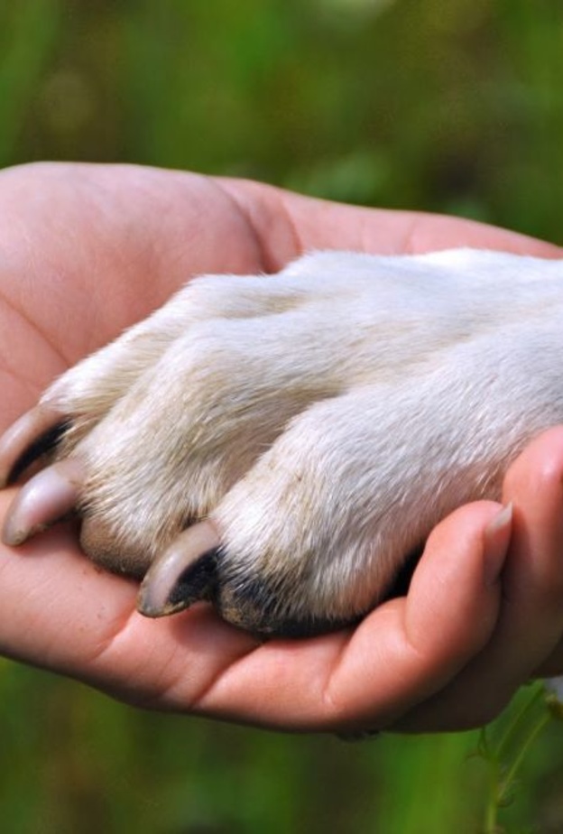 رجل يخاطر بحياته لانقاذ كلبة