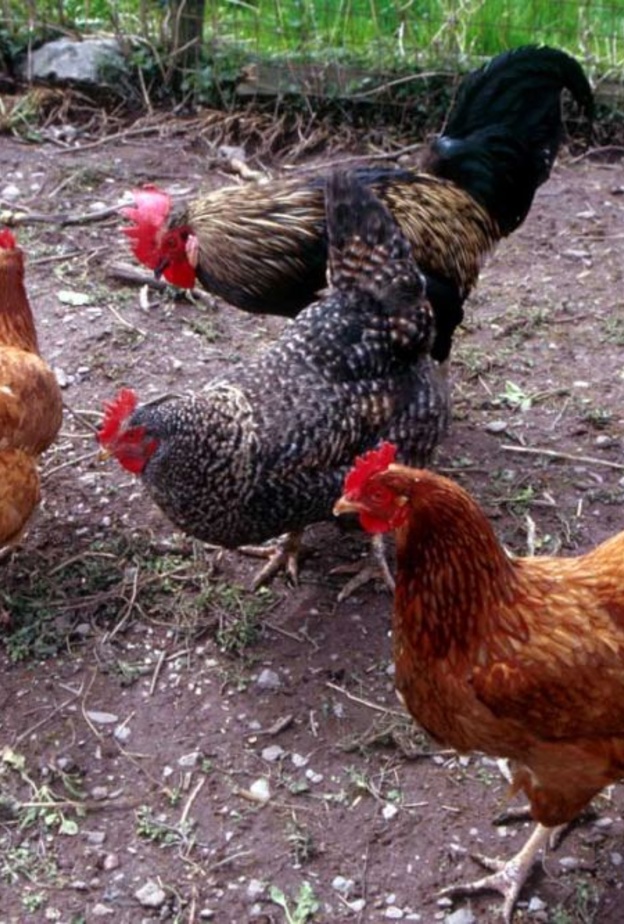 صياح الديك ونقنقة الدجاج يمكن ان تتسبب في معاقبتك بالسجن والجلد