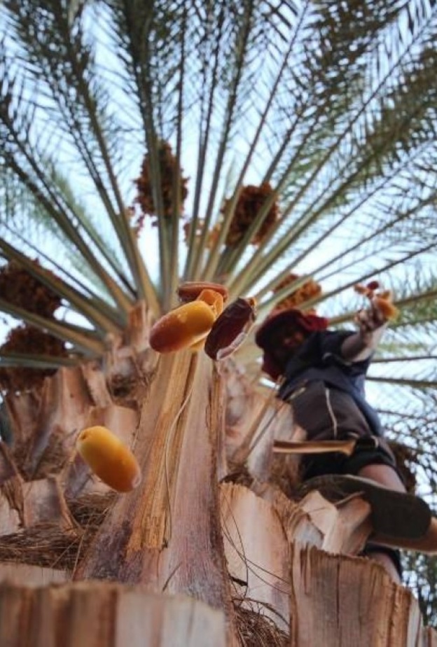 الهيئة الملكية لمحافظة العلا تعلن أسماء الـ5 فائزين في المسابقة "صور العلا"