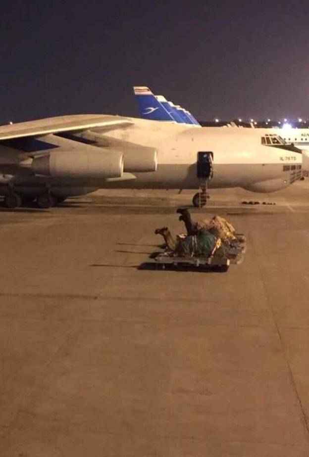 نقل ابل علي طائرة خاصة