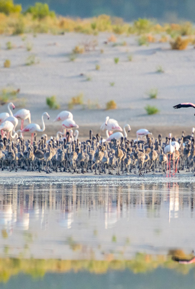 ترشيح محمية الوثبة للأراضي الرطبة لجائزة السياحة المسؤولة في الشرق الأوسط