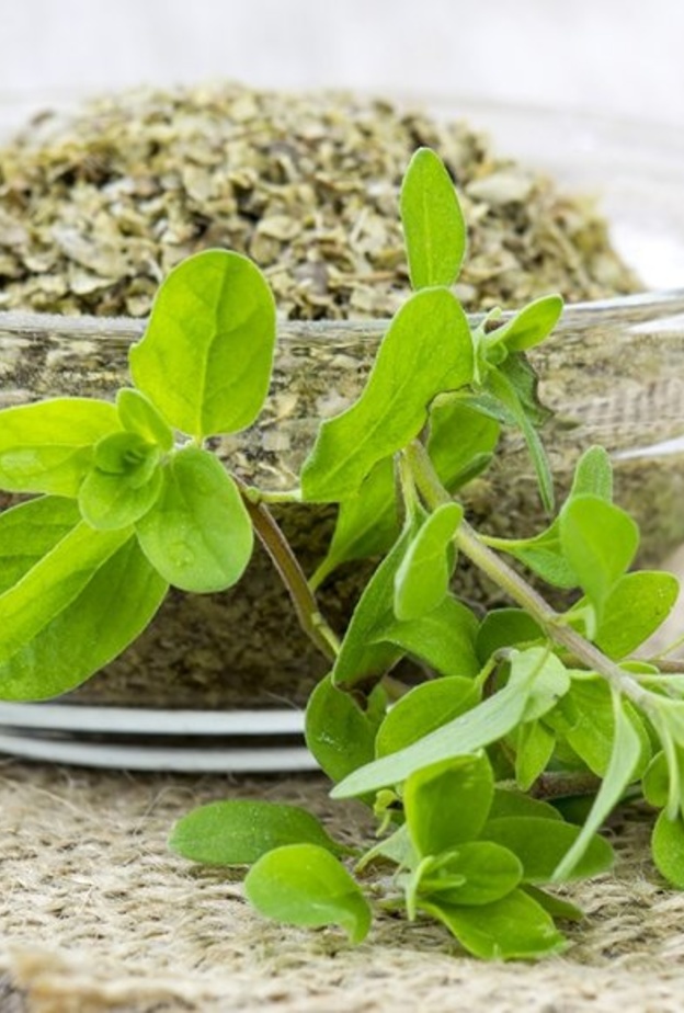 البردقوش يعالج اضطرابات الهضم