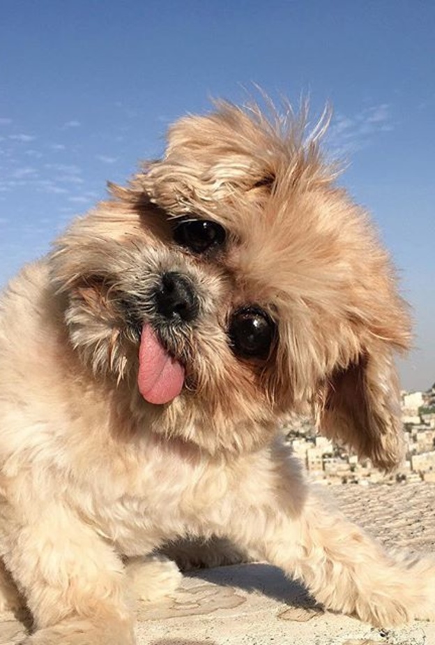أظرف كلبة في الانستقرام marniethedog
