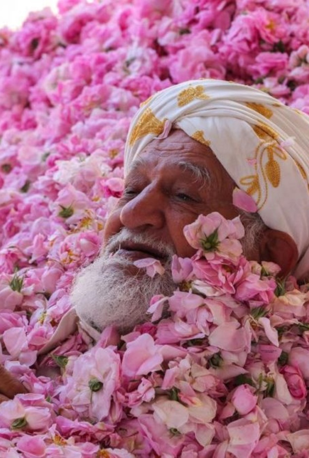 مهرجان الورد الطائفي الدولي 2016