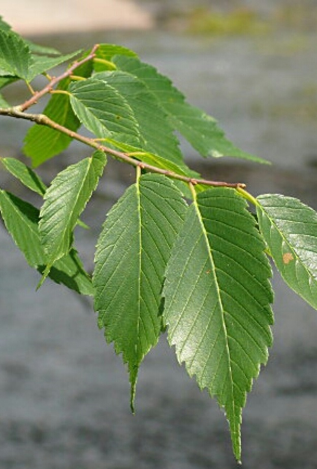 نبات الدردار