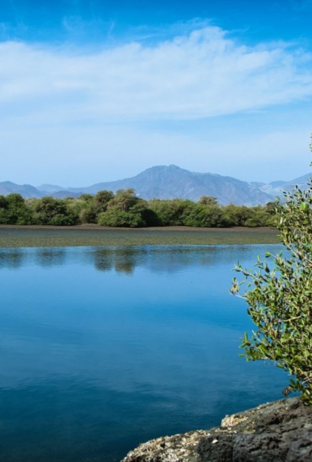 محمية أشجار القرم في مدينة كلباء ملاذ عشاق الطبيعة في الإمارات