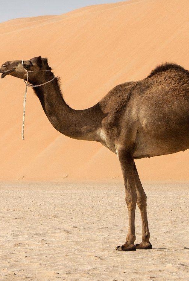 حليب الإبل ... مشروبٌ مغذٍ وإرثٌ خالد