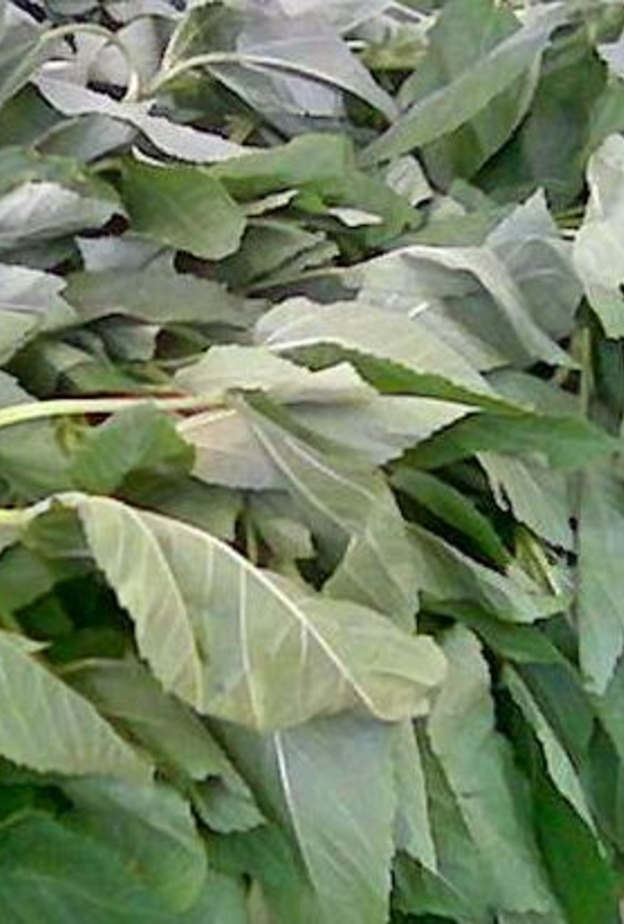 السيدة لم تتوقع أن تجد ثعبانا داخل حزمة الخضار