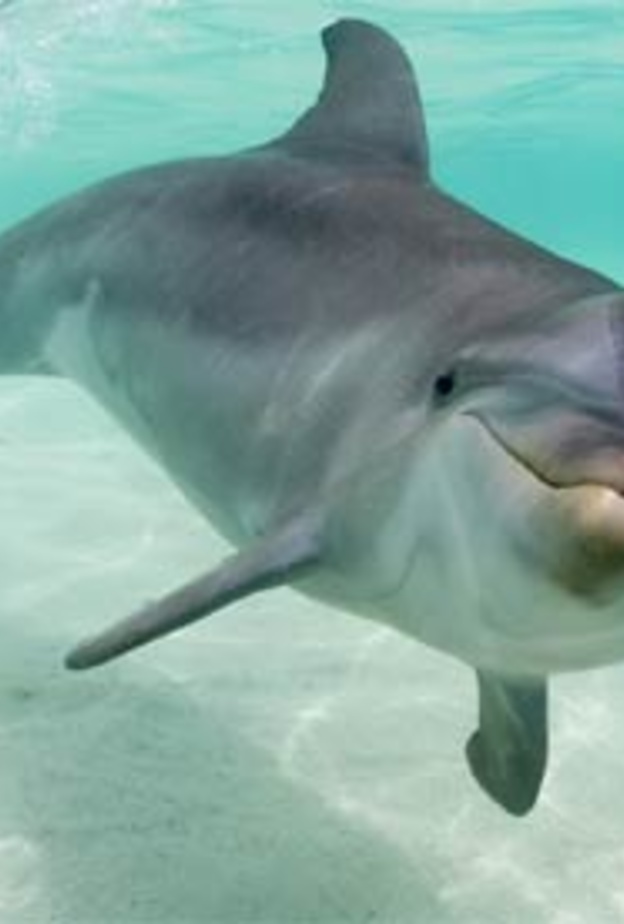 فيديو: إنقاذ عشرة دلافين احتجزوا في مياه ضحلة بالسعودية