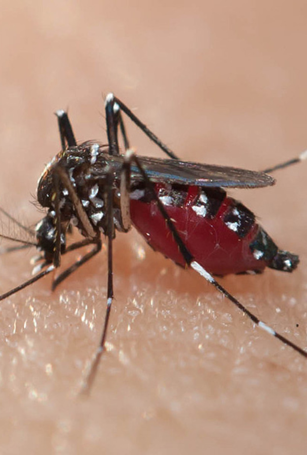 بعوضة "إيديس" المسؤولة عن نقل فيروس "زيكا"