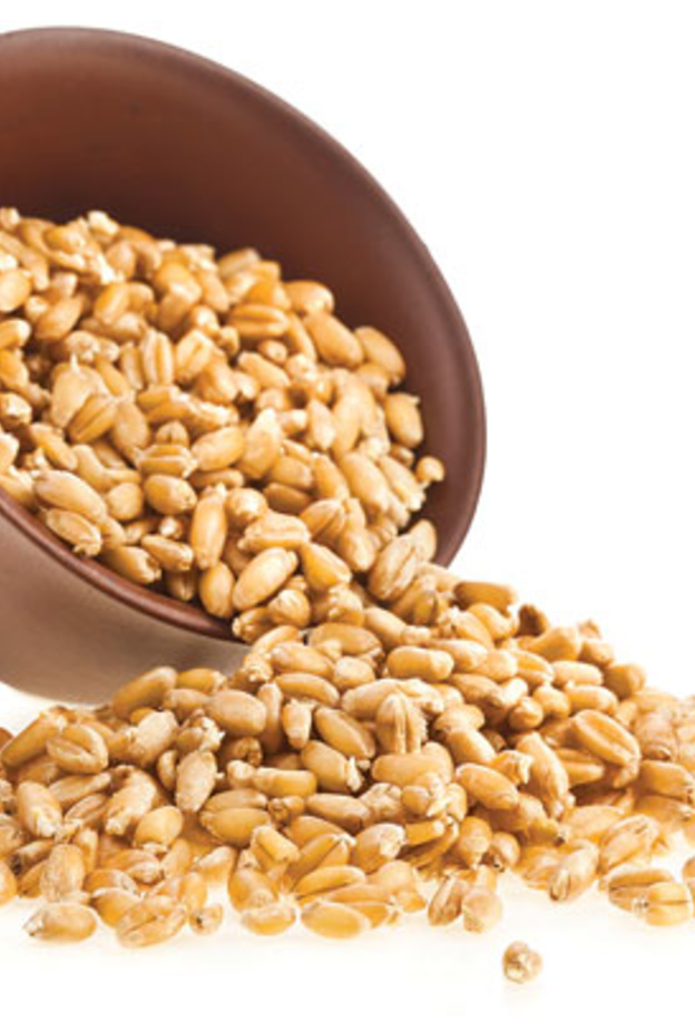 جنين القمح زاخرٌ بالفيتامينات والمعادن ومضادات الأكسدة