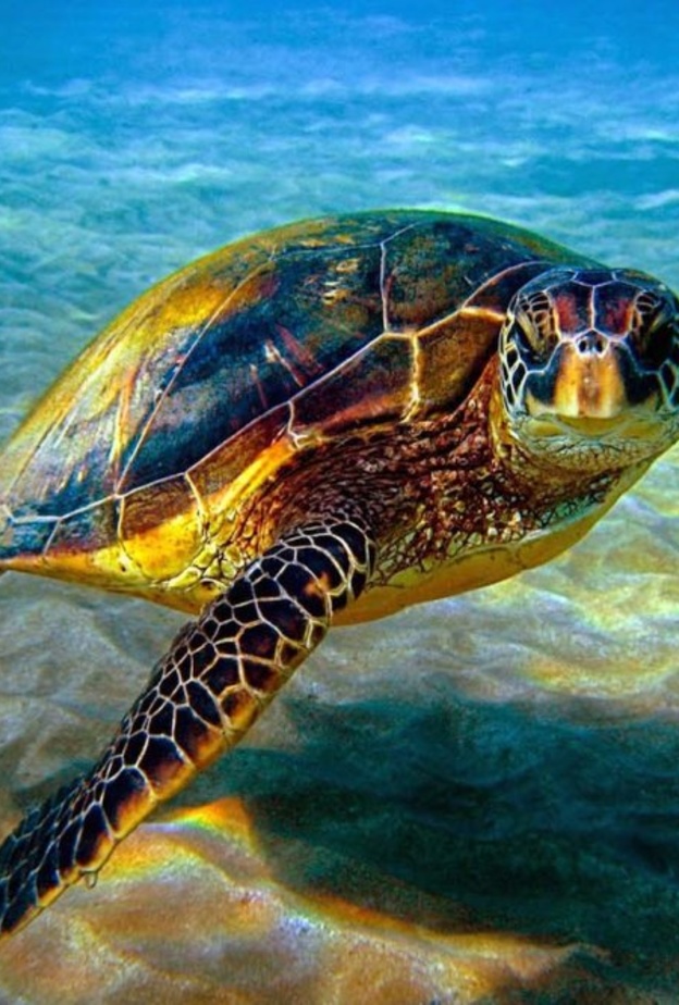 شعاب مرجانية خلابة في جزر المحيط الهادئ النائية