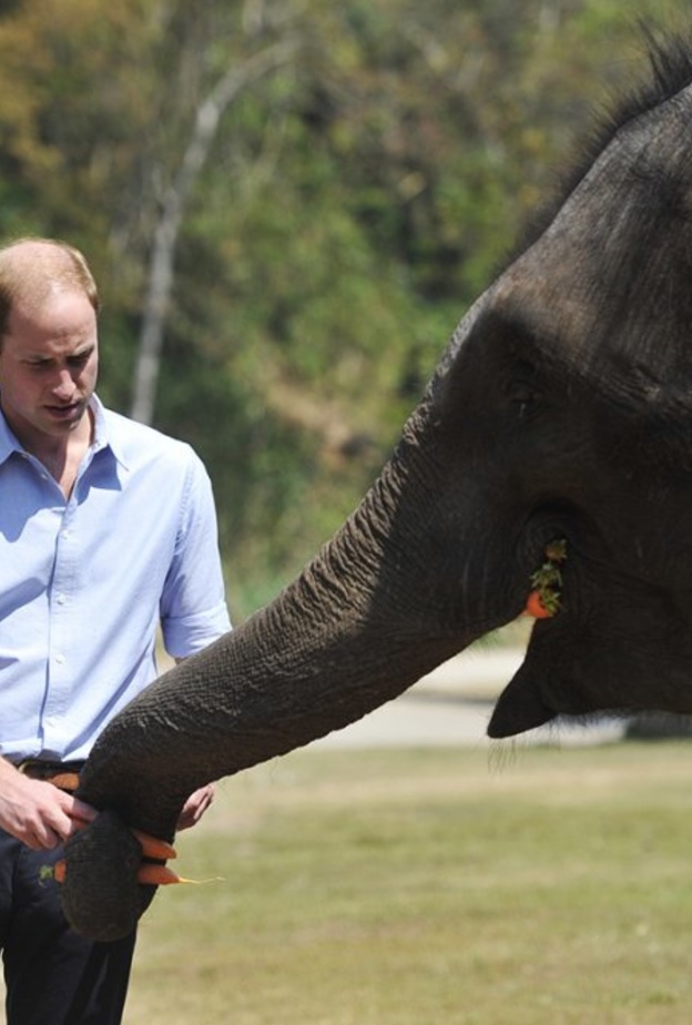 حملة الأمير وليام لمكافحة الصيد الجائر للأفيال