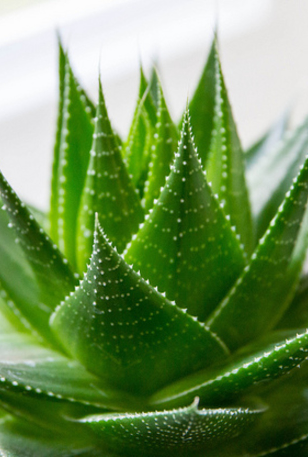 فوائد الصبار لعلاج السرطان