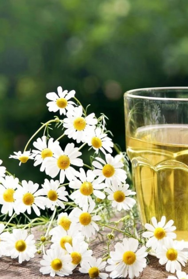  البابونج مفيد لصحة المعدة