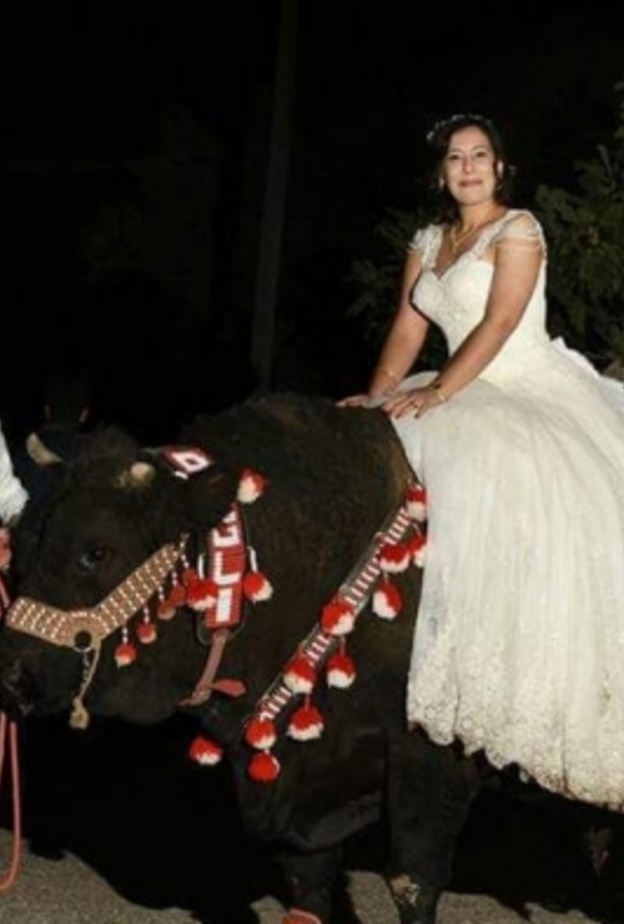 العروس على ظهر الثور