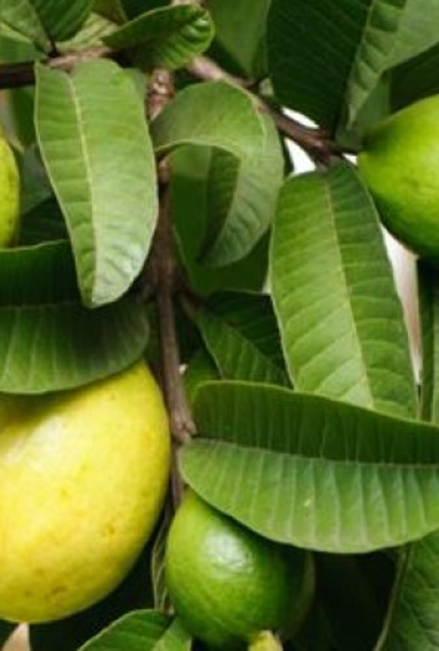 أوراق الجوافة تقلل من الكوليسترول الضار في الجسم