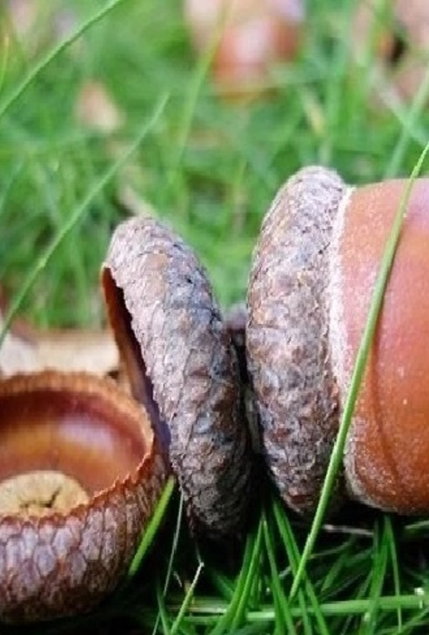 البلوط يقي من السرطان.