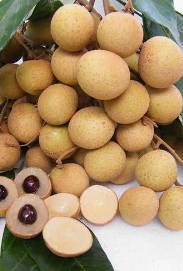 فاكهة اللونجان تعالج فقر الدم.