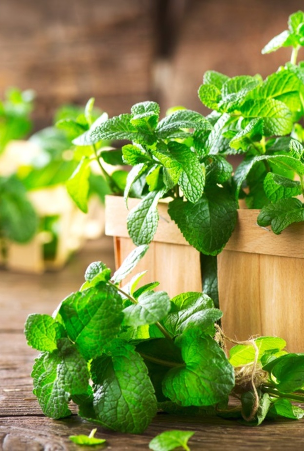 النعناع من ابرز التوابل العربية