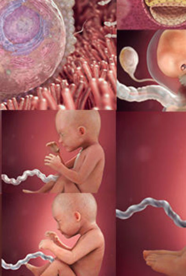 مراحل نمو الجنين اسبوعيا