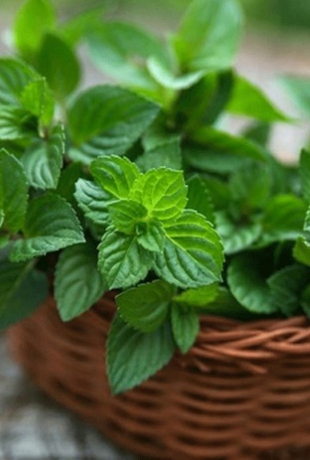 مشروب النعناع يعالج مشاكل الهضم