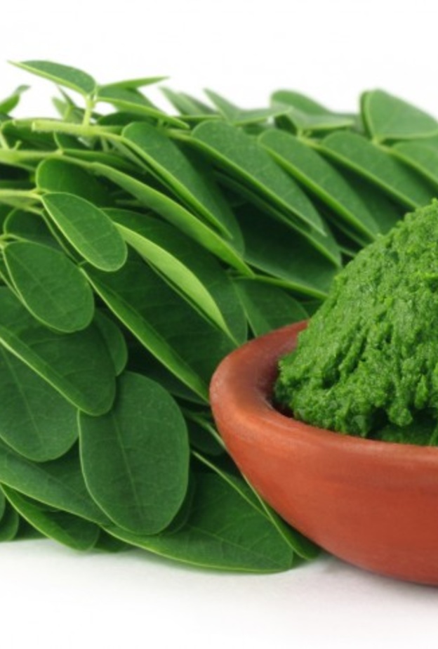  المورينجا تعتبر بديل للحوم لغناها بالبروتين