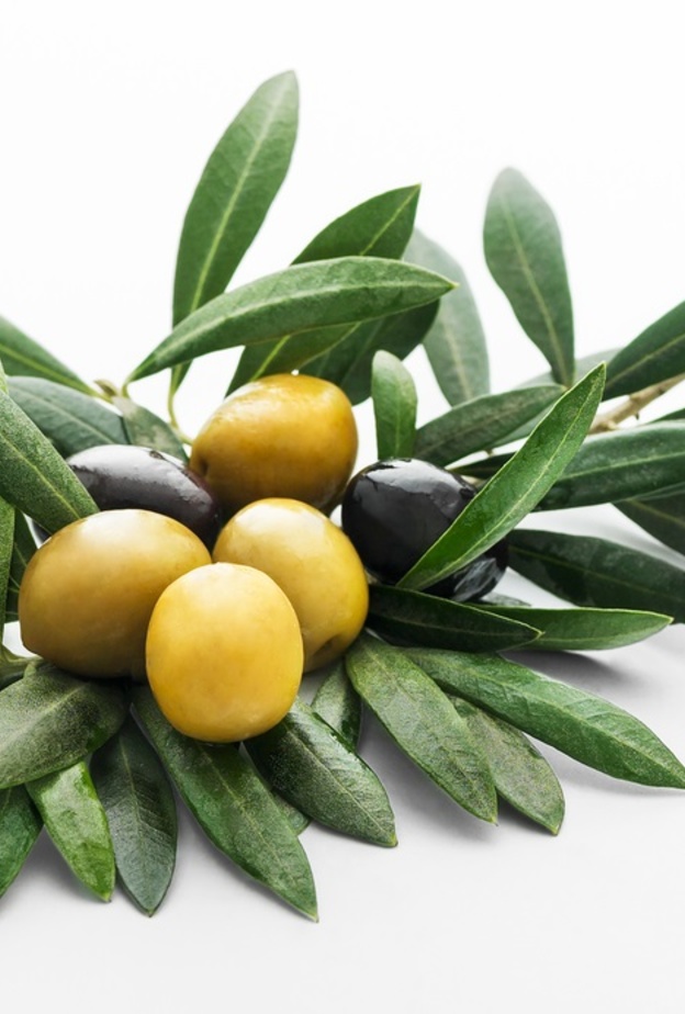 فوائد اوراق زيت الزيتون