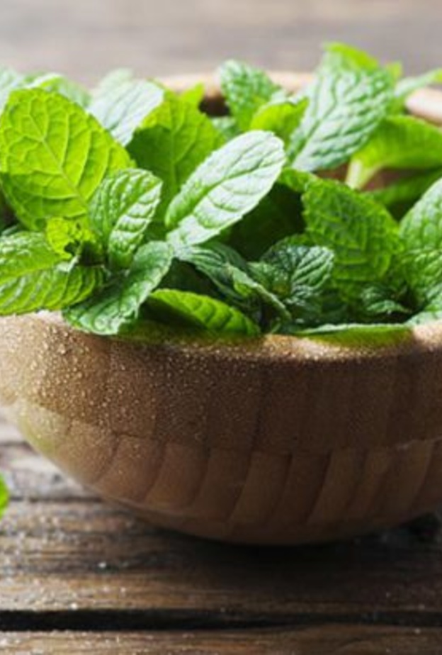 النعناع يقلل من اضطرابات الدورة الشهرية