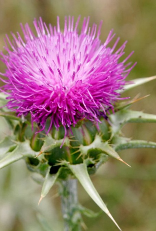 شوك الجمل يخفض مستوى الكوليسترول في الدم