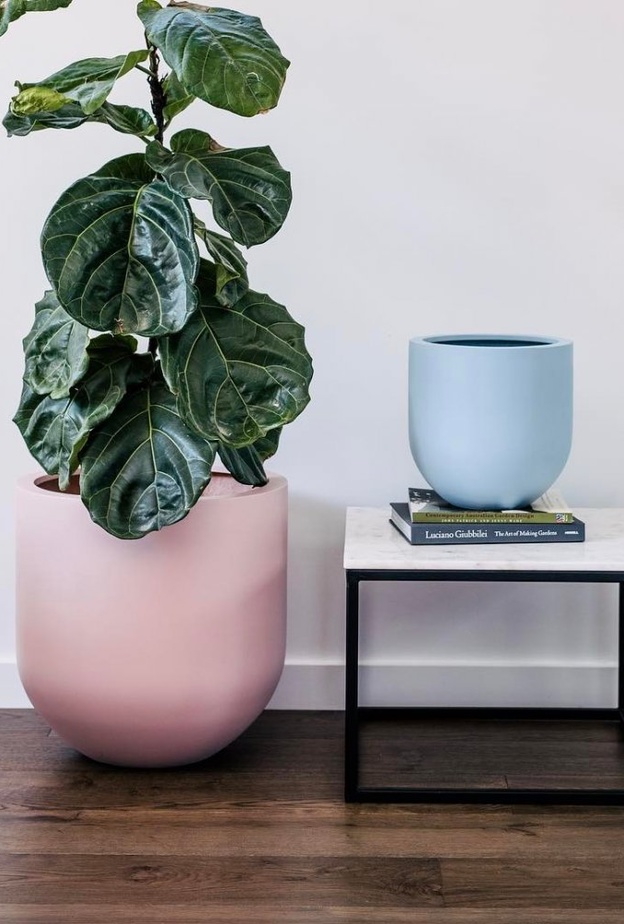 أحواض نباتات ملونة لتزيين سطح المدفأة.