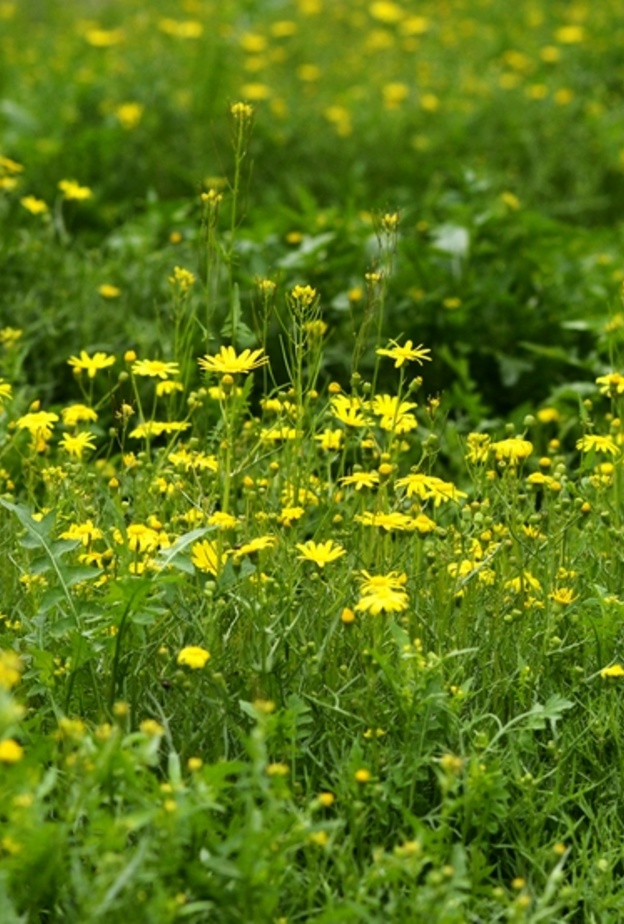 عشبة الجرجار تخلص الجسم من السموم