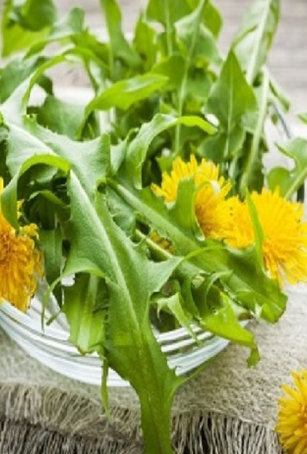 فوائد الهندباء لصحة الجهاز الهضمي