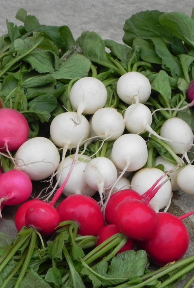 فوائد الفجل الصحية