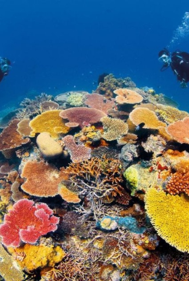 من الحاجز المرجاني العظيم