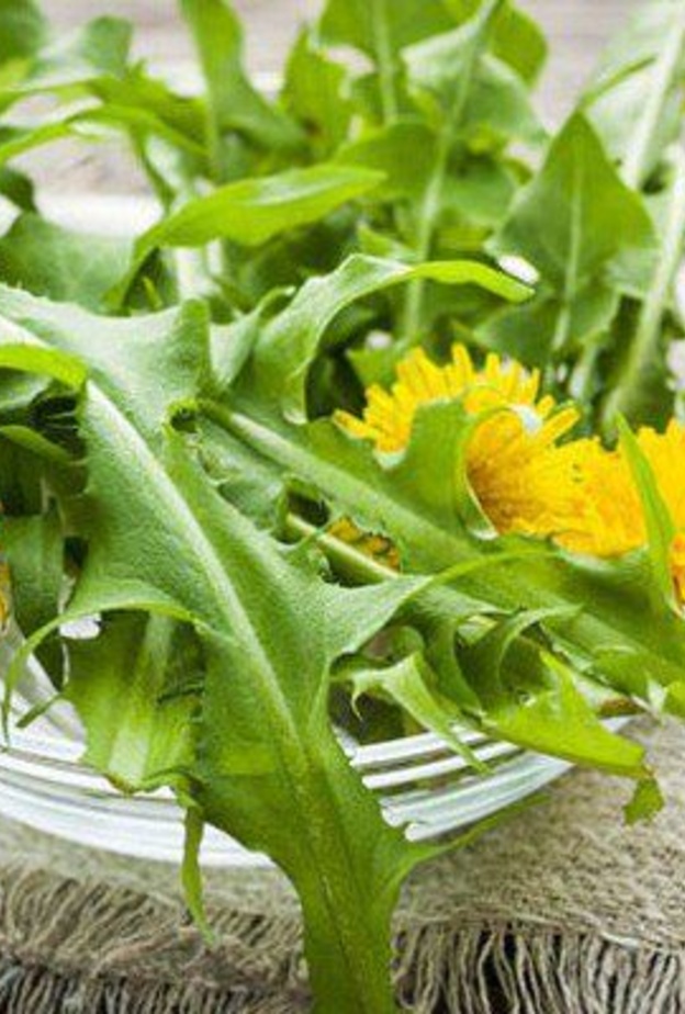 الهندباء تعزز مناعة الجسم