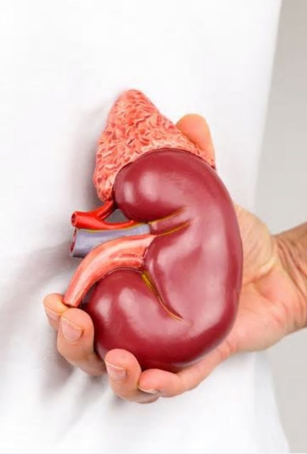 عدم السيطرة على ضغط الدم يضر الكلى