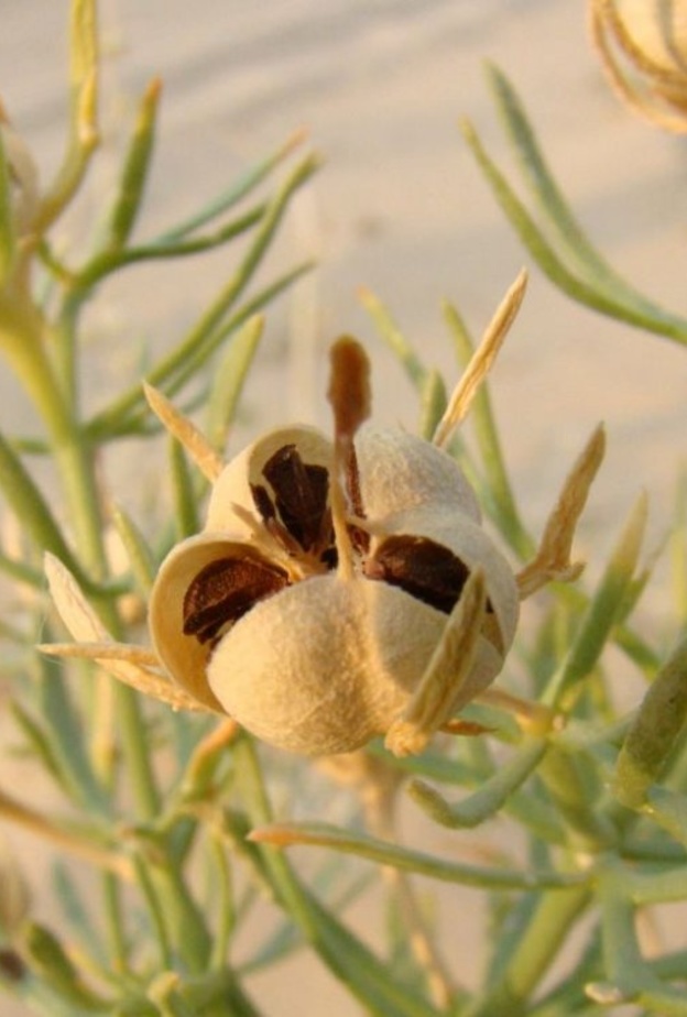 الحرمل من النباتات التي تعالج اضطرابات الجهاز العصبي