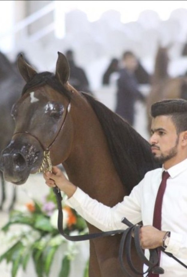 فئات عديدة من الخيول المشاركة