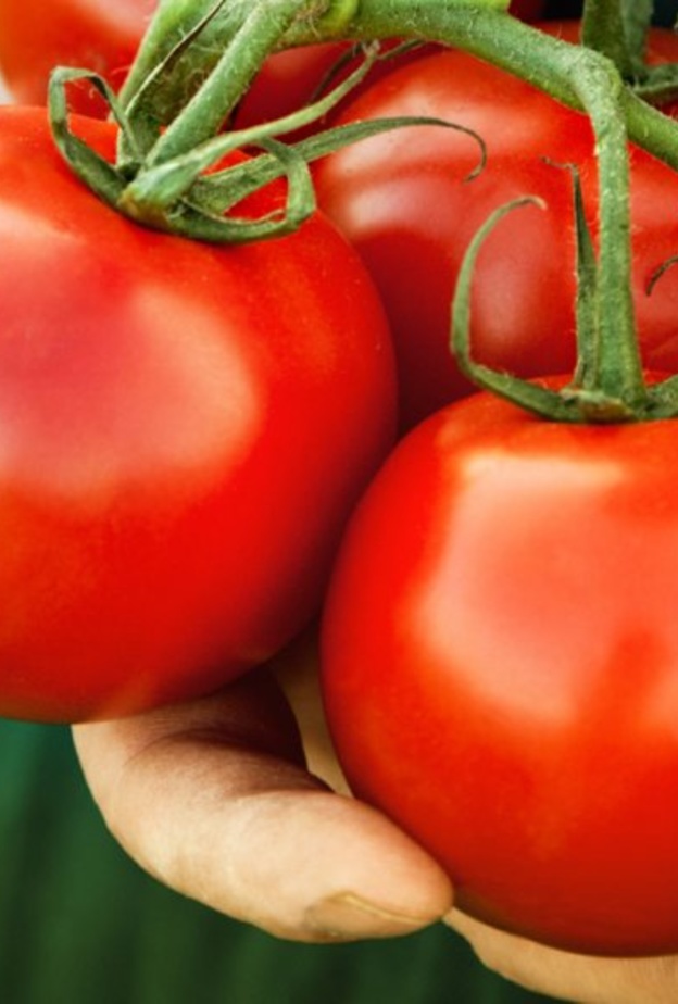 الطماطم مليئة بالبوتاسيوم الذي لا يناسب مرضى حصوات الكلى