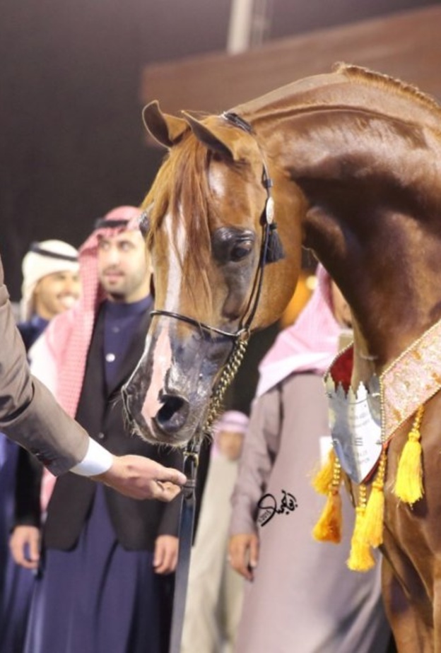 مهرجان الأمير سلطان العالمي للجواد العربي