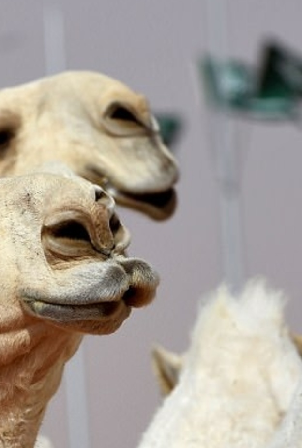 مهرجان الملك عبد العزيز للجمال